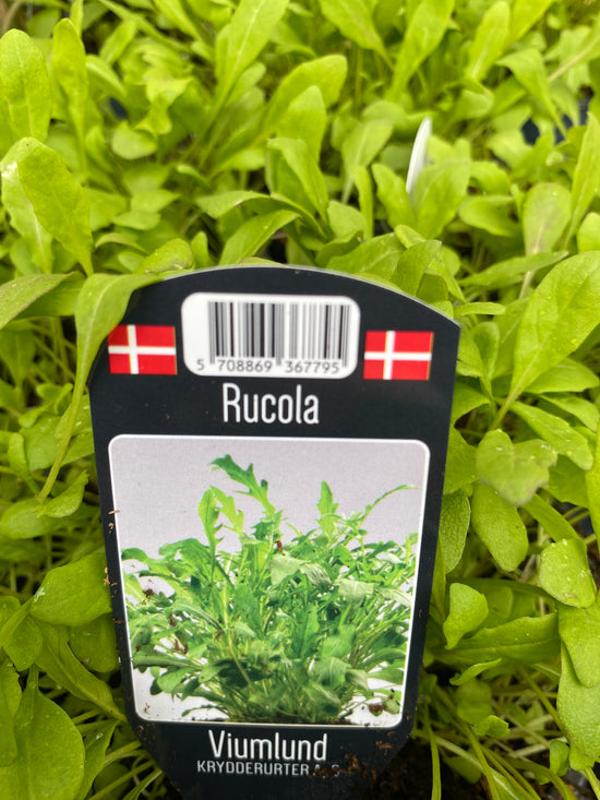 Rucola