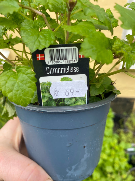 Citronmelisse