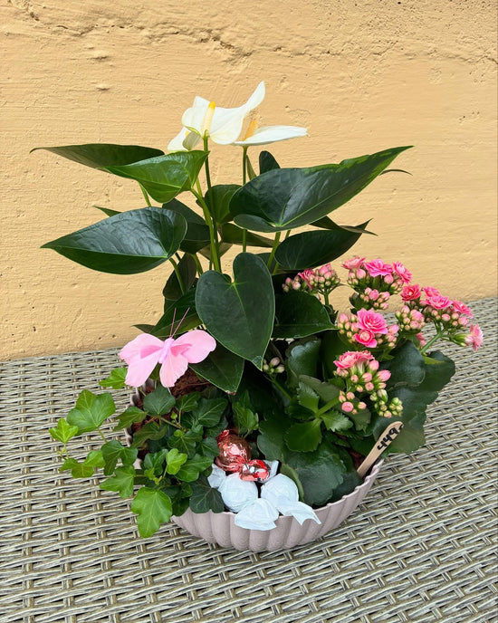 Mammusamanplanting við trimum plantum. Pynti og karamellum. Myndin er vegleiðandi.