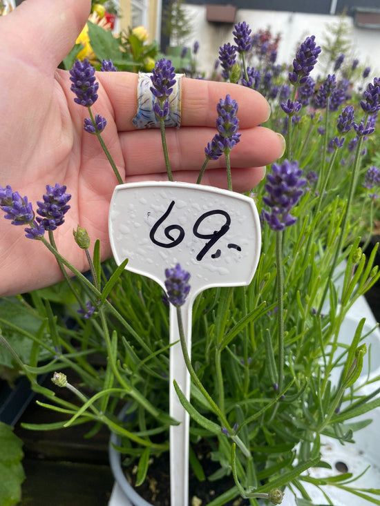 Lavendel