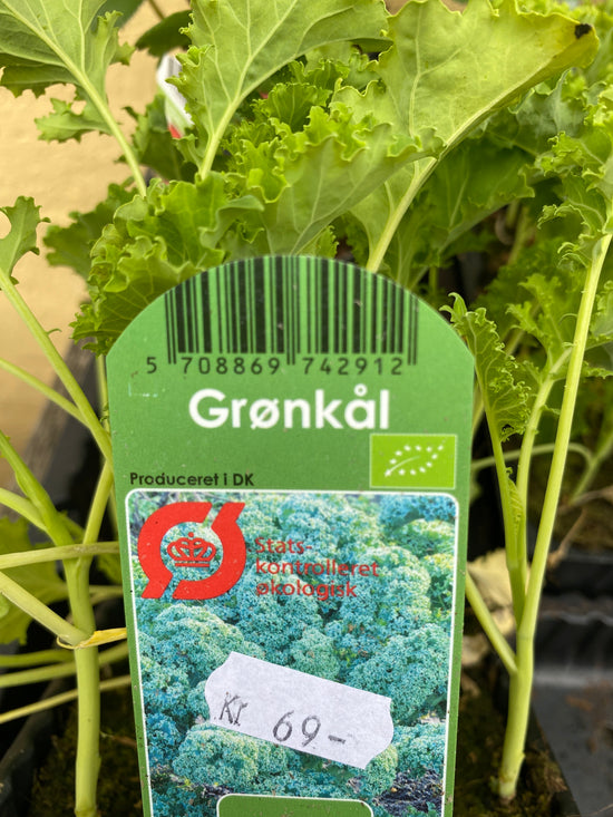 Grønkál