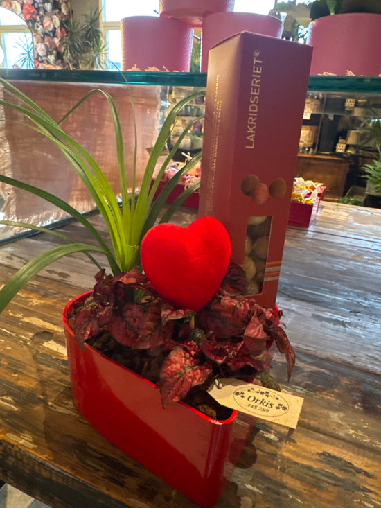 Hjarta samanplantning