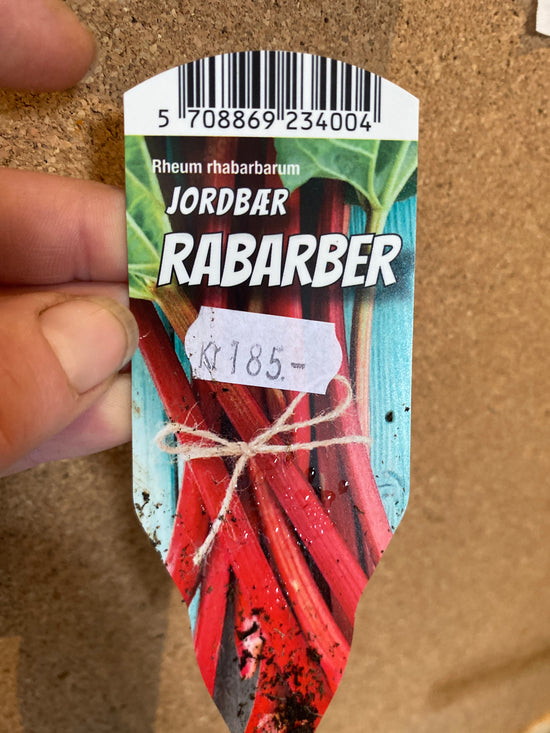 Rabarbur