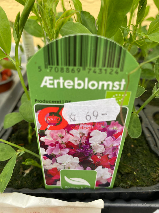 Ertrablóma