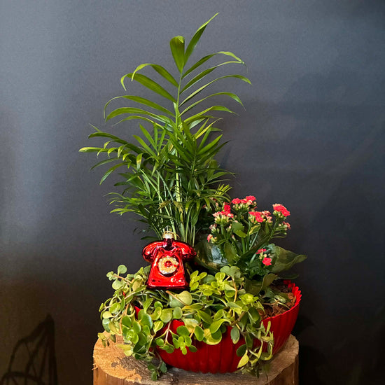 Jólalig samanplanting