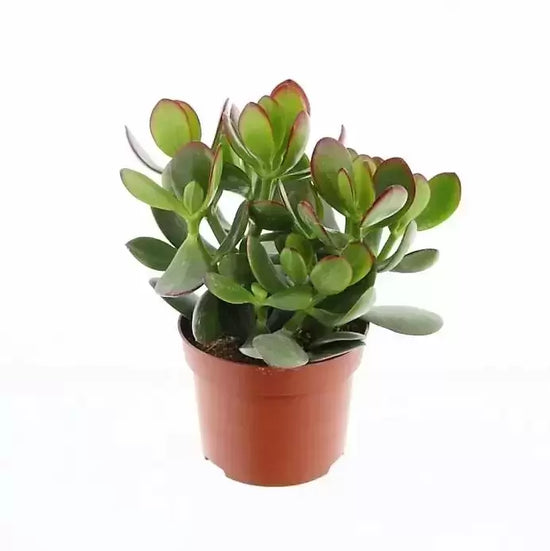 Crassula Ovata 12 cm