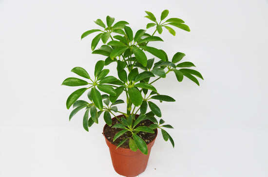 Schefflera Arboricola (Paraply plante) 40cm